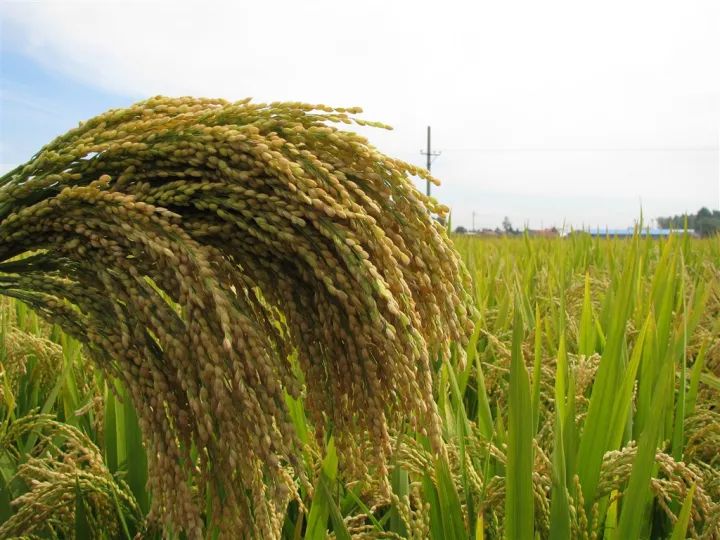 宝清富硒大米生长环境(富硒大米生产技术)-硒宝网