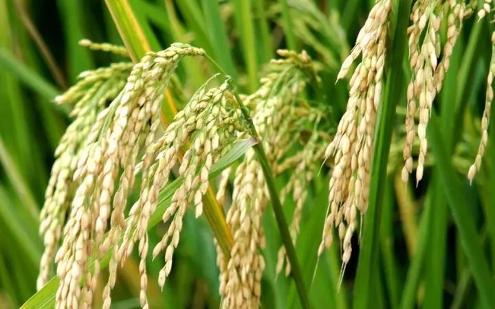 宝清富硒大米生长环境(富硒大米生产技术)-硒宝网