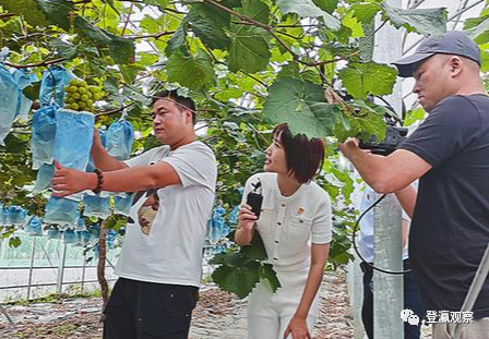 射阳富硒大米生长周期(普通大米生长周期)-硒宝网