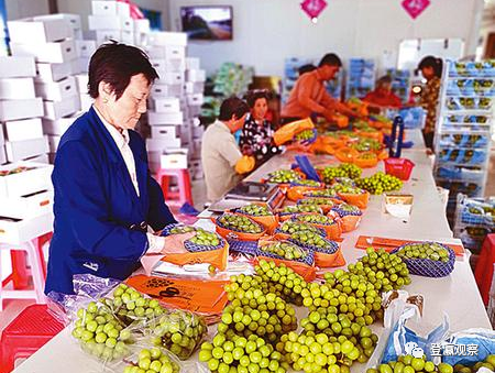 射阳富硒大米生长周期(普通大米生长周期)-硒宝网