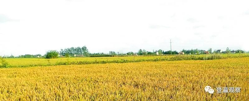 射阳富硒大米生长周期(普通大米生长周期)-硒宝网