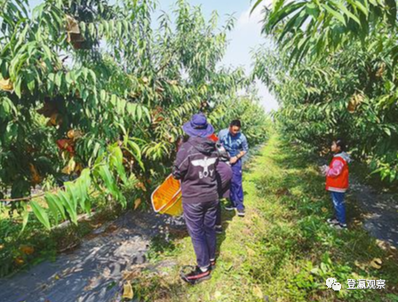 射阳富硒大米生长周期(普通大米生长周期)-硒宝网