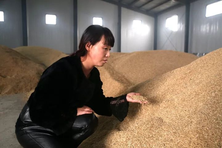 宝清富硒大米生长环境（据报道富硒大米有多种保健功能）-硒宝网