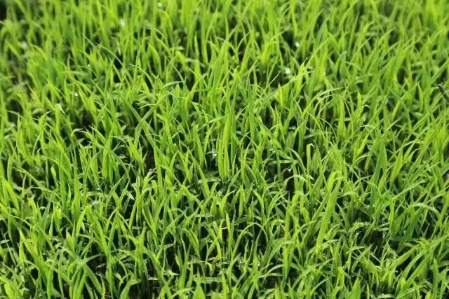 宝清富硒大米生长环境（据报道富硒大米有多种保健功能）-硒宝网