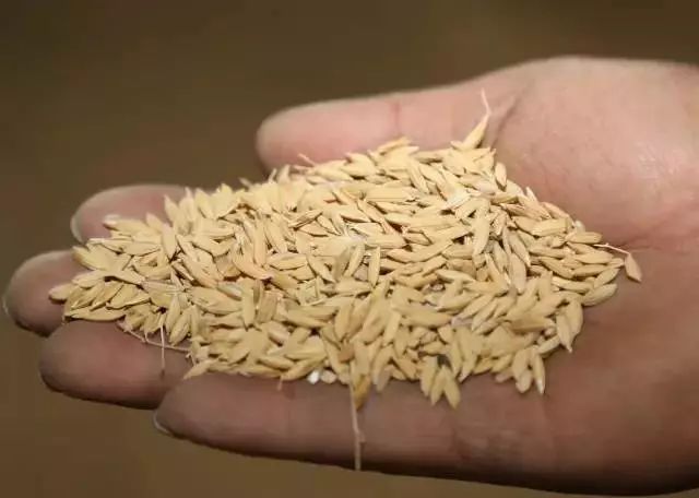 宝清富硒大米生长环境（据报道富硒大米有多种保健功能）-硒宝网