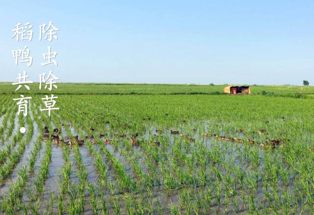 宝清富硒大米生长环境(富硒大米的保质期)-硒宝网