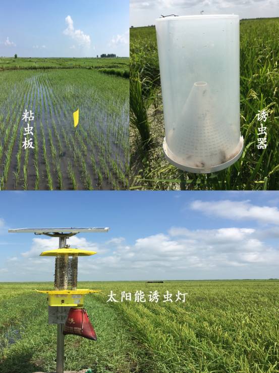 宝清富硒大米生长环境(富硒大米的保质期)-硒宝网