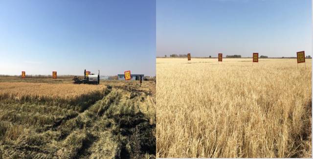 宝清富硒大米生长环境(富硒大米的保质期)-硒宝网