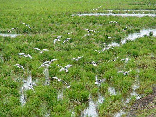 宝清富硒大米生长环境(富硒大米的保质期)-硒宝网
