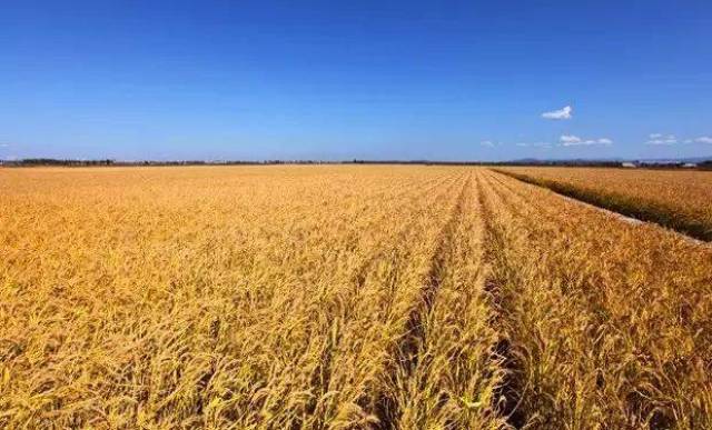 沈阳富硒大米种植面积（沈阳富硒大米哪家好）-硒宝网