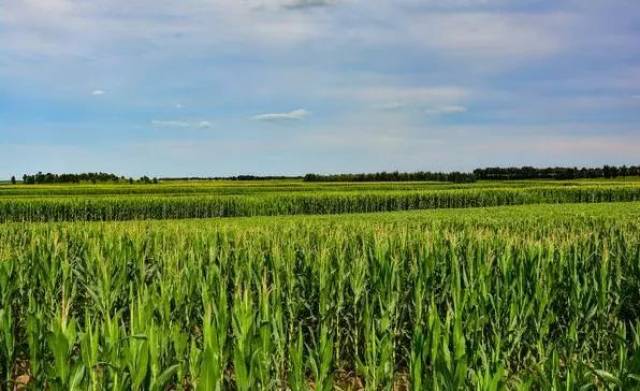 沈阳富硒大米种植面积（沈阳富硒大米哪家好）-硒宝网