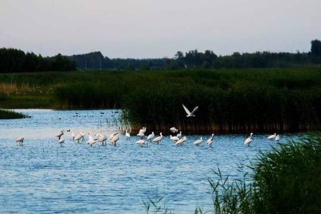 沈阳富硒大米种植面积（沈阳富硒大米哪家好）-硒宝网