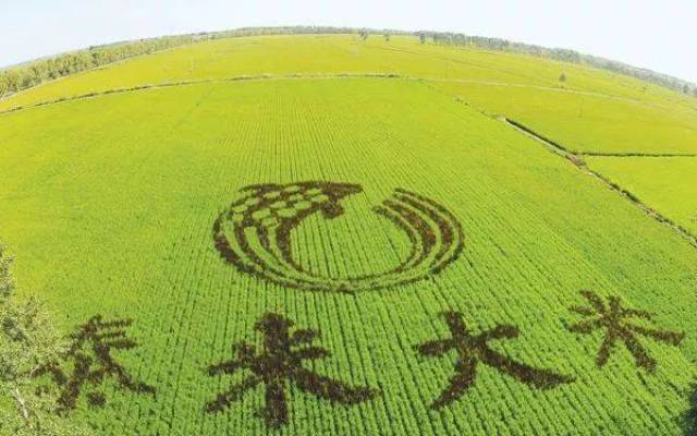 沈阳富硒大米种植面积（沈阳富硒大米哪家好）-硒宝网