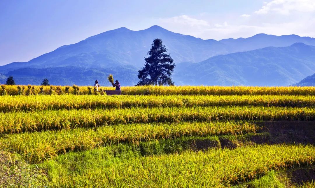 湖南公共富硒大米频道(衡阳富硒大米)-硒宝网