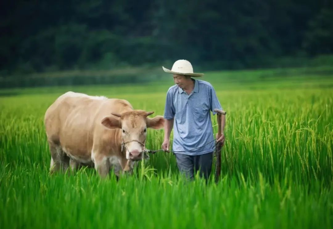 富硒大米种植周期多长(富硒大米产量)-硒宝网