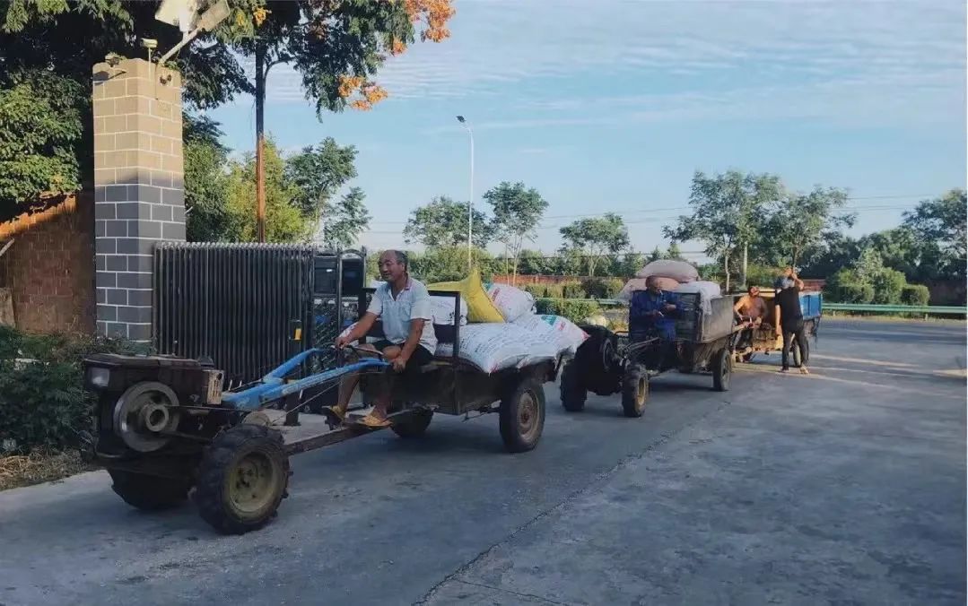 富硒大米种植周期多长(富硒大米产量)-硒宝网