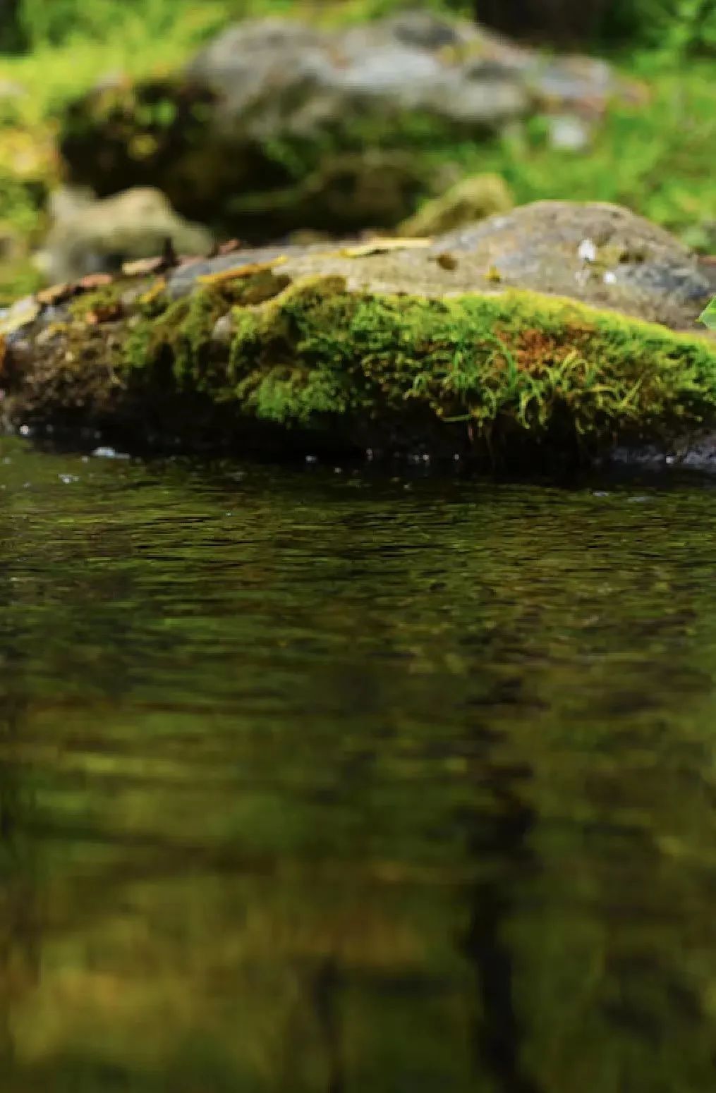 富硒大米种植周期多长(富硒大米产量)-硒宝网