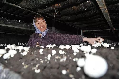 广西横县富硒大米基地(大米广西基地富硒横县能种植吗)-硒宝网