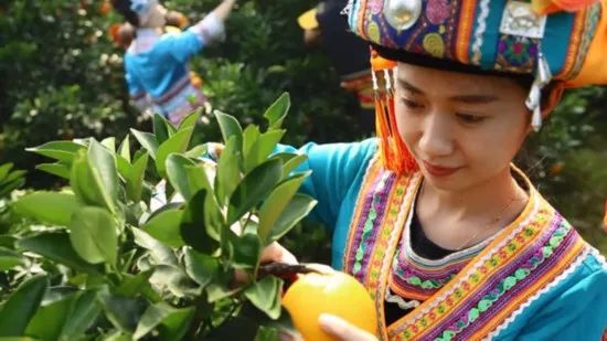 广西横县富硒大米基地(大米广西基地富硒横县能种植吗)-硒宝网