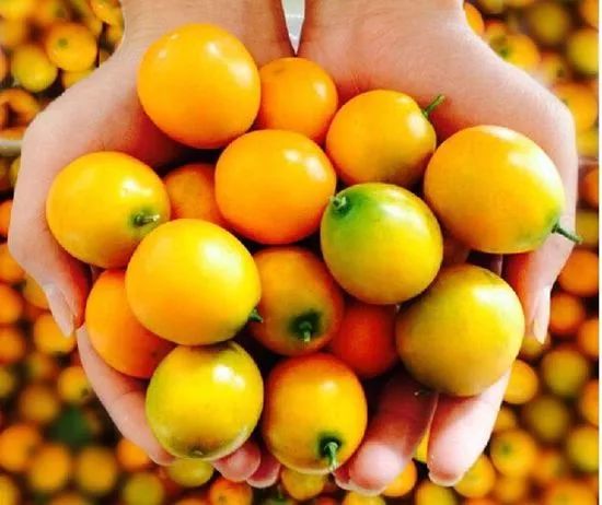 广西横县富硒大米基地(大米广西基地富硒横县能种植吗)-硒宝网