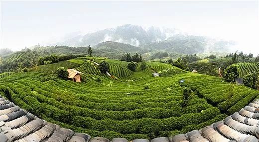 广西横县富硒大米基地(大米广西基地富硒横县能种植吗)-硒宝网