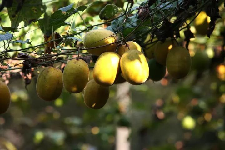 广西横县富硒大米基地(大米广西基地富硒横县能种植吗)-硒宝网