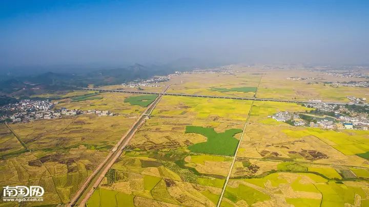 广西横县富硒大米基地(大米广西基地富硒横县能种植吗)-硒宝网