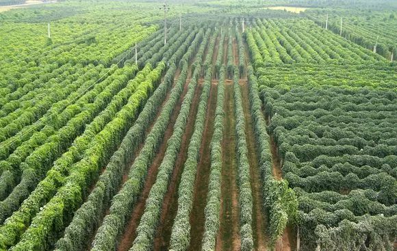 广西横县富硒大米基地(大米广西基地富硒横县能种植吗)-硒宝网
