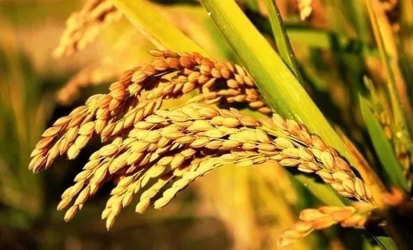 广西富硒大米怎么生产(广西扶贫产品富硒大米)-硒宝网