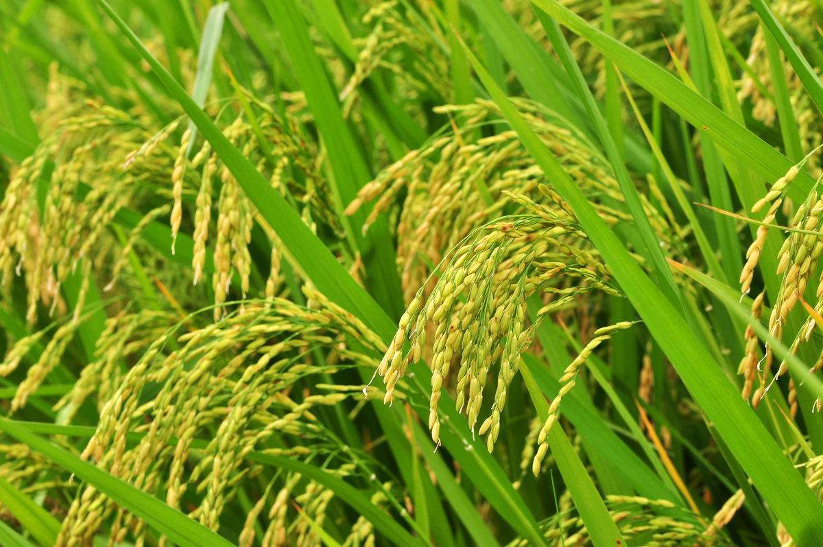 广西富硒大米怎么生产(广西扶贫产品富硒大米)-硒宝网