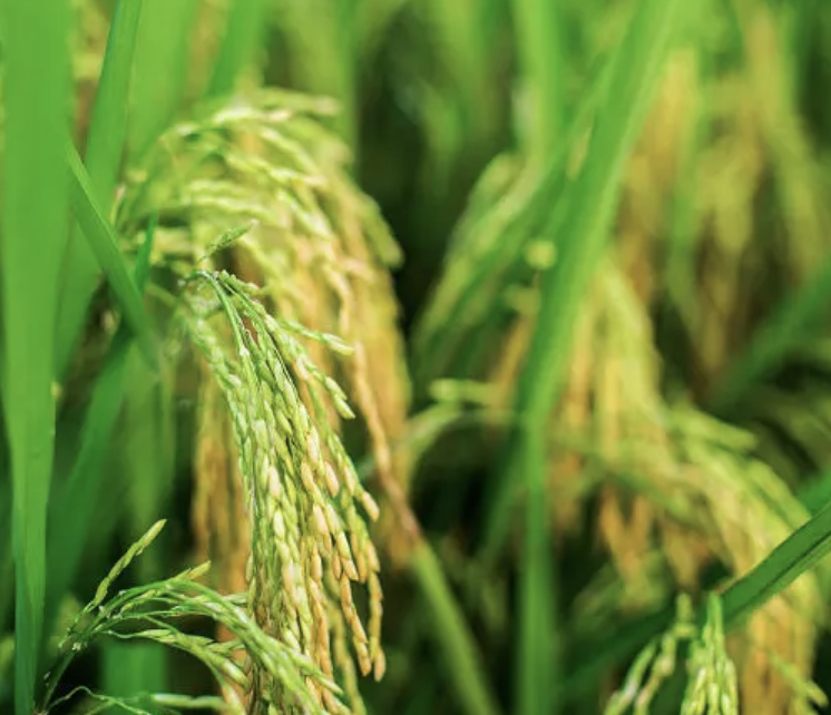 富硒有机大米种植基地(富硒大米市场前景)-硒宝网