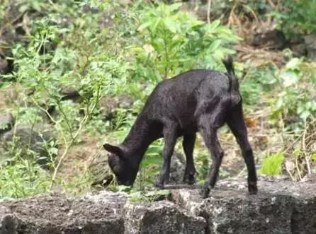 海南定安火山富硒大米(富硒大米产地)-硒宝网