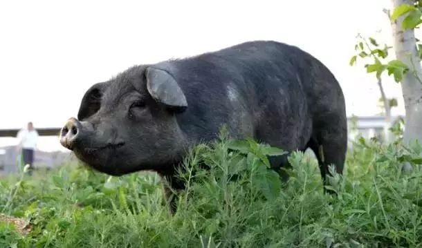 海南定安火山富硒大米(富硒大米产地)-硒宝网