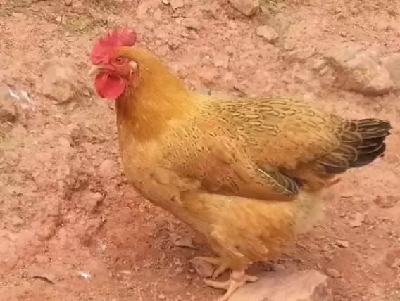 海南定安火山富硒大米(富硒大米产地)-硒宝网