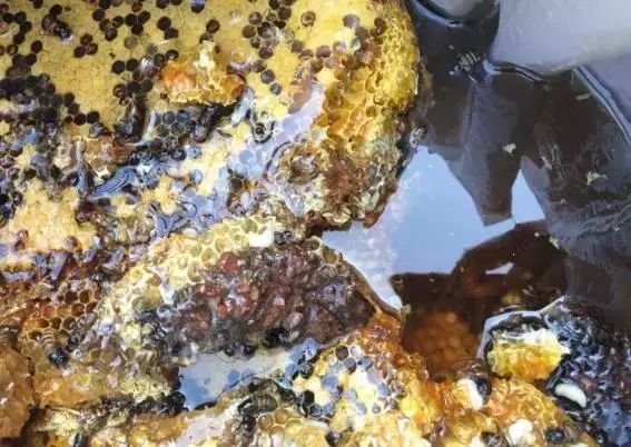 海南定安火山富硒大米(富硒大米产地)-硒宝网