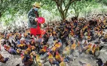 海南定安火山富硒大米(富硒大米产地)-硒宝网