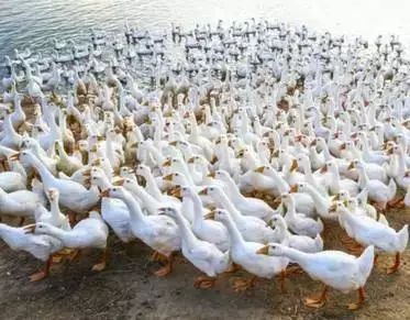 海南定安火山富硒大米(富硒大米产地)-硒宝网