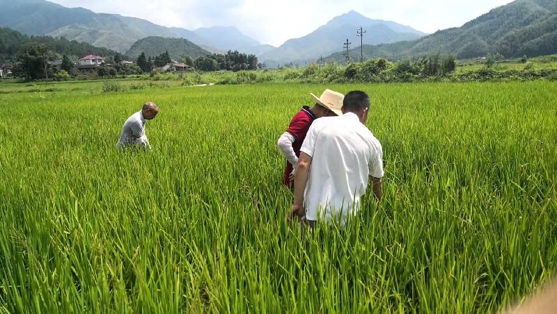 福建光泽寨里富硒大米（光泽大米福建富硒寨里能种吗）-硒宝网