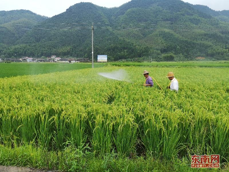 福建光泽寨里富硒大米（光泽大米福建富硒寨里能种吗）-硒宝网