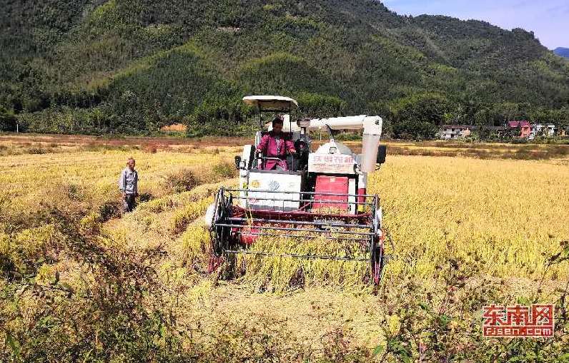 福建光泽寨里富硒大米（光泽大米福建富硒寨里能种吗）-硒宝网