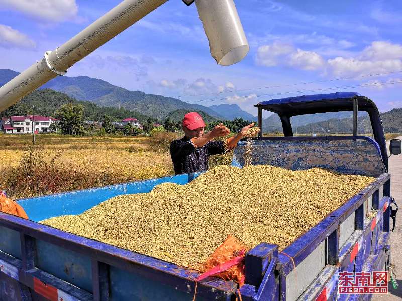 福建光泽寨里富硒大米（光泽大米福建富硒寨里能种吗）-硒宝网
