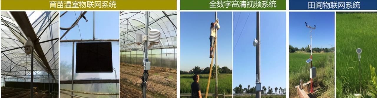 攻关富硒大米种植技术(富硒大米的种植)-硒宝网