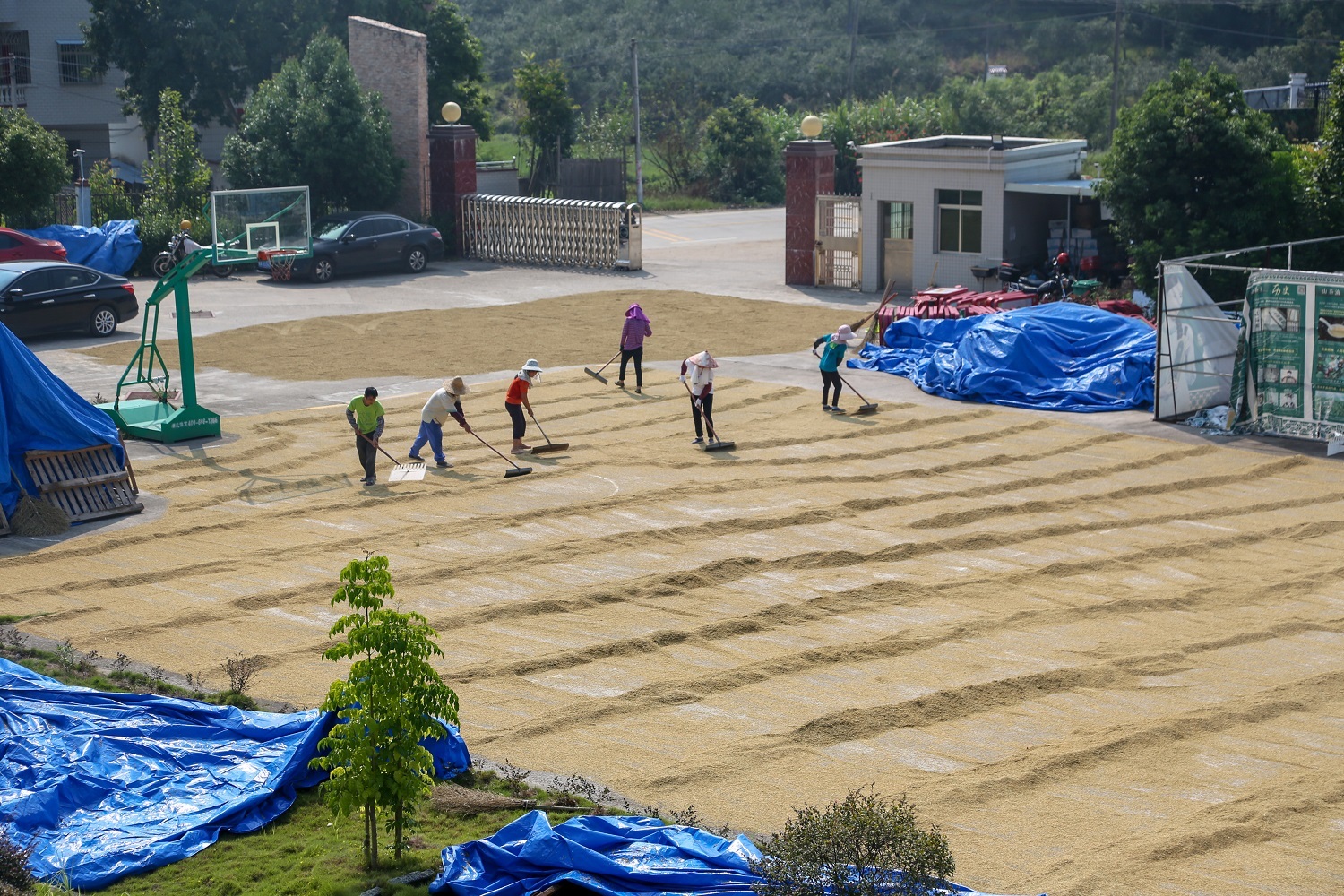 富硒大米种植项目介绍（富硒大米生产技术）-硒宝网