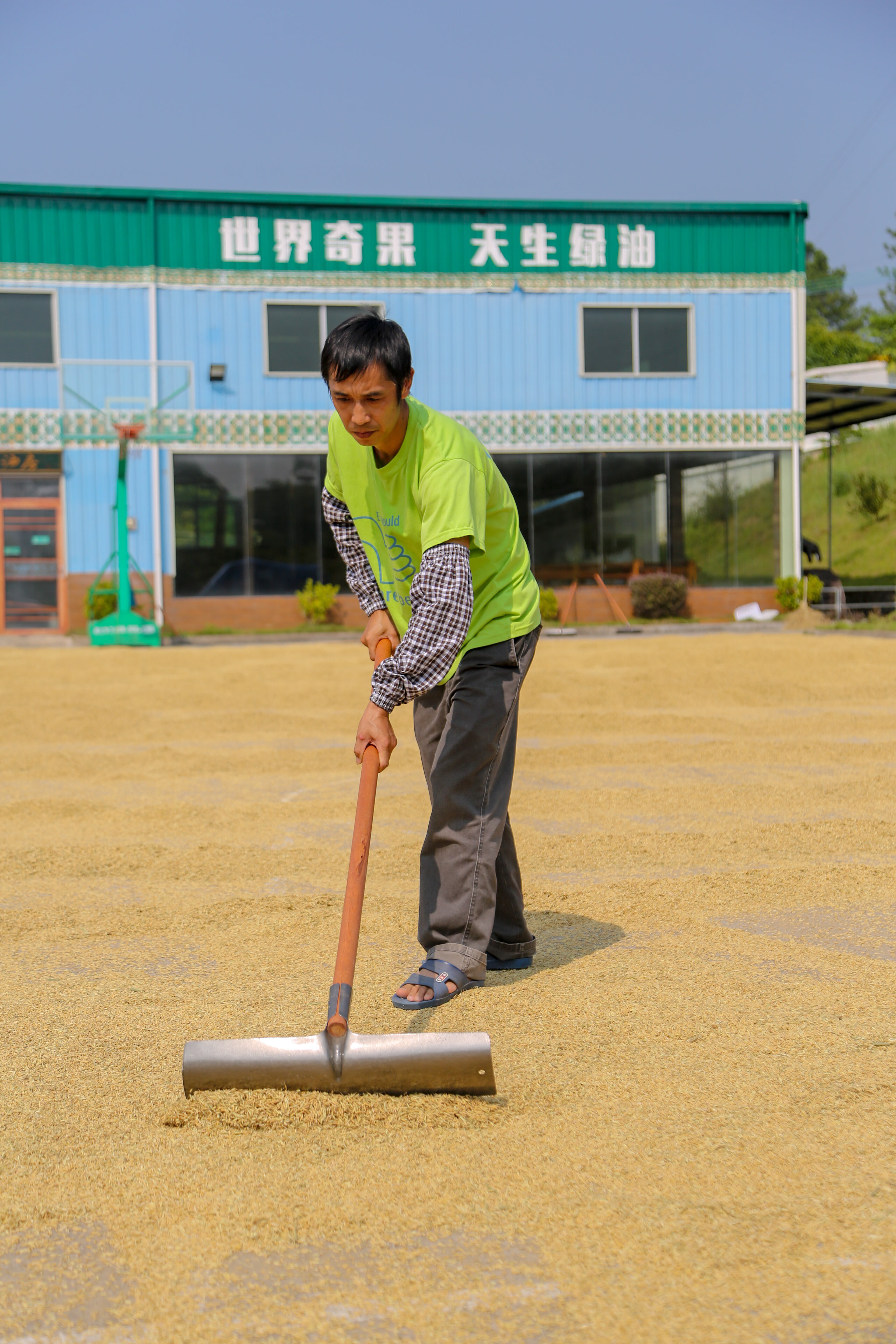 富硒大米种植项目介绍（富硒大米生产技术）-硒宝网