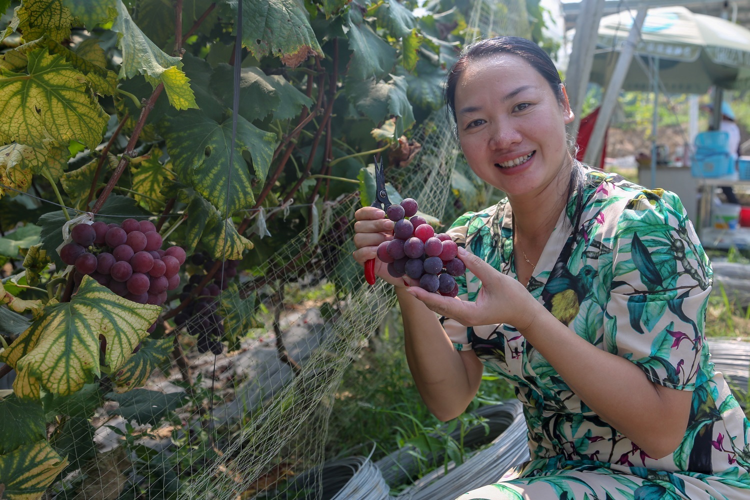 富硒大米种植项目介绍（富硒大米生产技术）-硒宝网