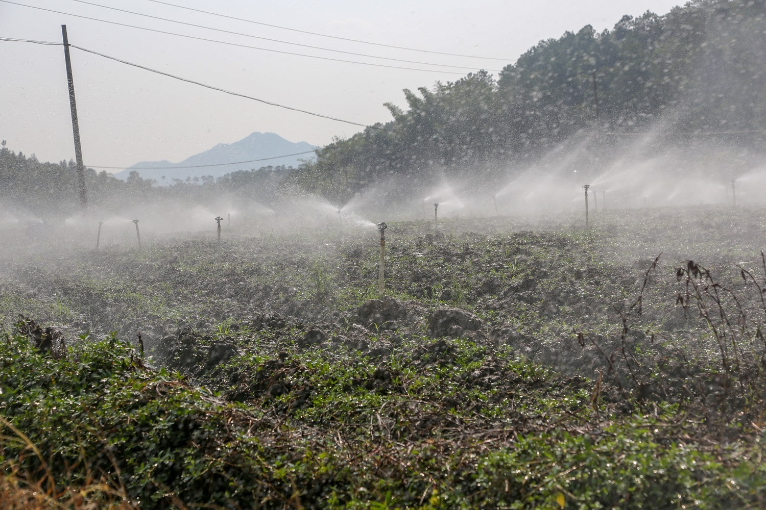 富硒大米种植项目介绍（富硒大米生产技术）-硒宝网