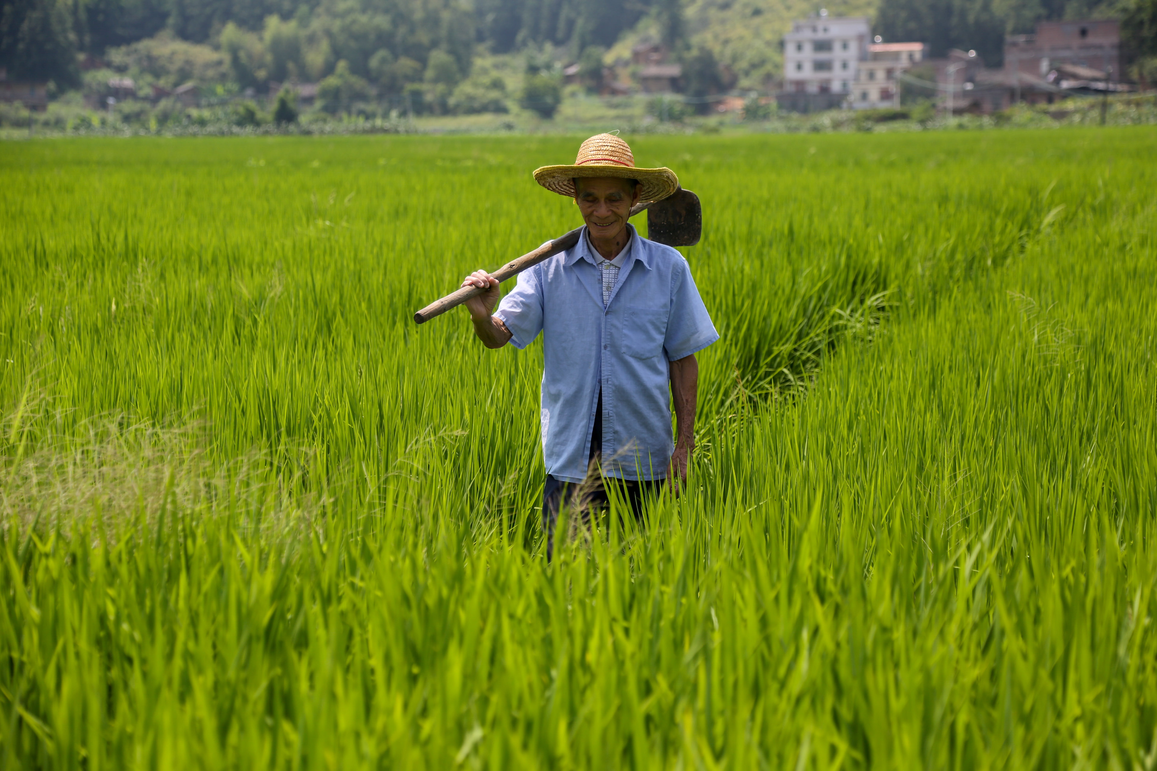富硒大米种植项目介绍（富硒大米生产技术）-硒宝网