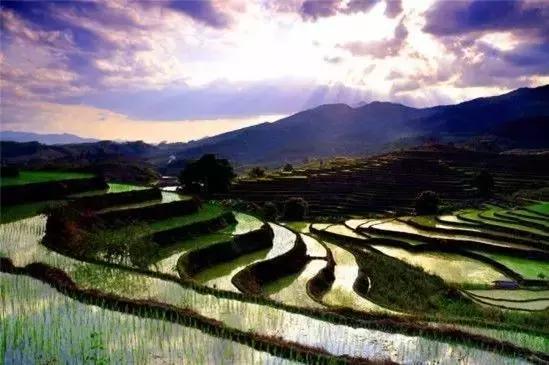 广西富硒大米生产总量（广西扶贫产品富硒大米）-硒宝网