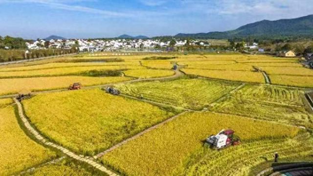 南京有机富硒大米品质（富硒大米的执行标准）-硒宝网