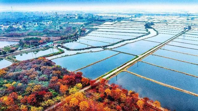 南京有机富硒大米品质（富硒大米的执行标准）-硒宝网